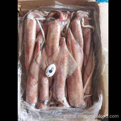 China Frozen Squid Whole Round Block Frozen Loligo Chinensis Factory